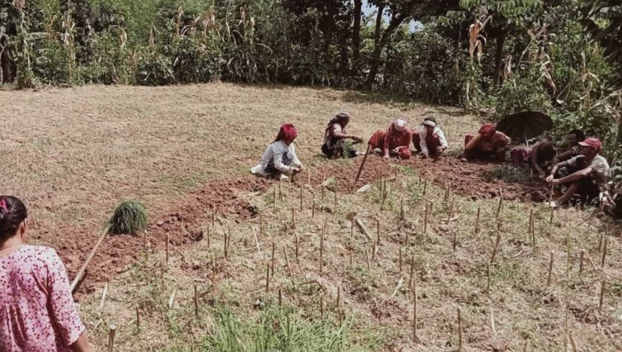 भोजपुरमा घट्दै कोदोखेती, किसानको रोजाइमा नगदेबाली