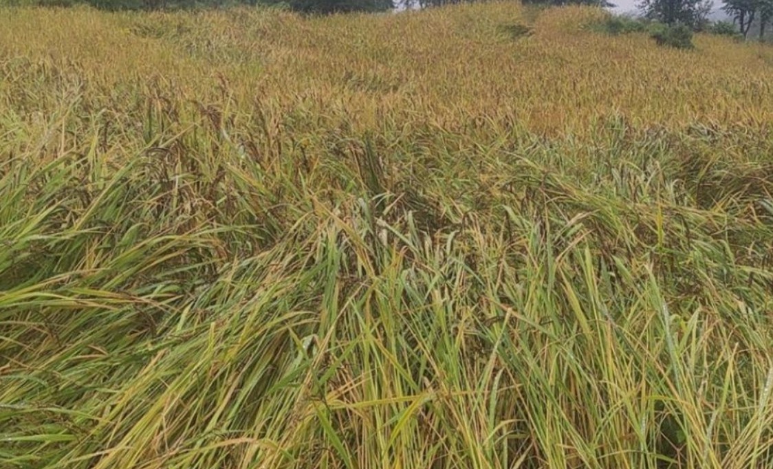 धानमा रोग देखिएपछि किसान चिन्तित